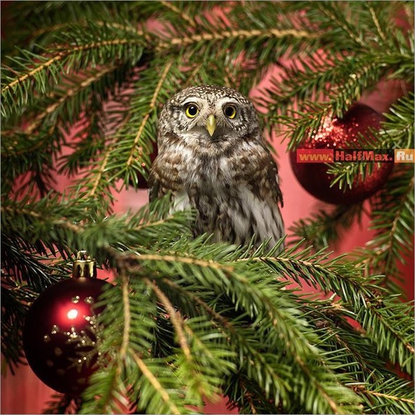 Christmas on the nose - My, Christmas, Owl, Sparrow owl