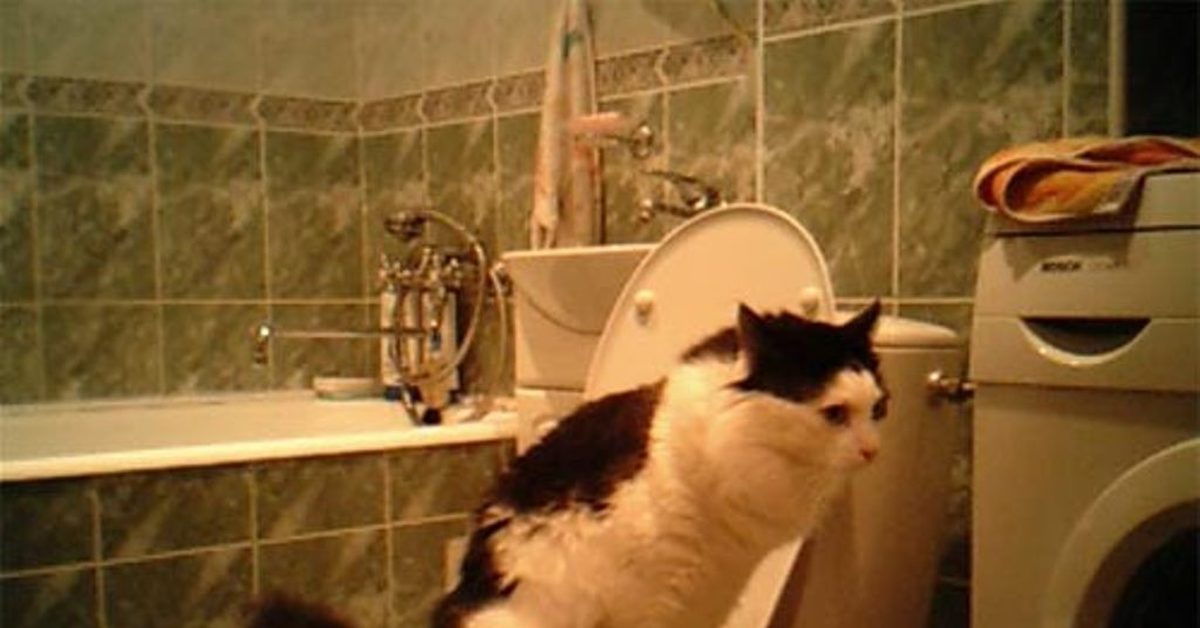 Коты в ванной. Самостоятельный кот. Кот на унитазе. Кот туалет пикабу. Видео коты в ванне