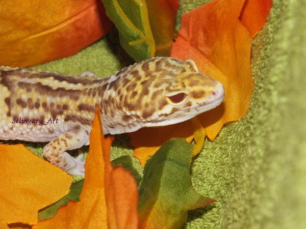 Thursday - lizard day - My, Lizard, Eublefar, fur farm, Gecko, Longpost, My