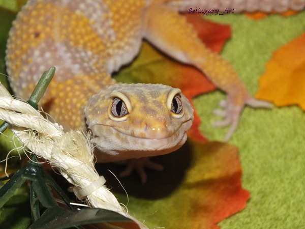 Thursday - lizard day - My, Lizard, Eublefar, fur farm, Gecko, Longpost, My