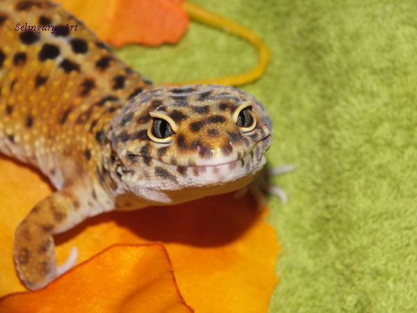 Thursday - lizard day - My, Lizard, Eublefar, fur farm, Gecko, Longpost, My