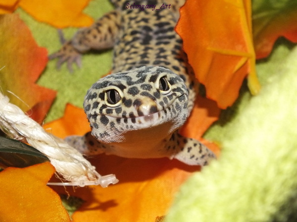 Thursday - lizard day - My, Lizard, Eublefar, fur farm, Gecko, Longpost, My