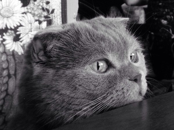 Просто кошка