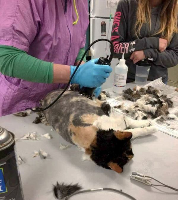 The cat was saved from excess hair - cat, Wool, Longpost