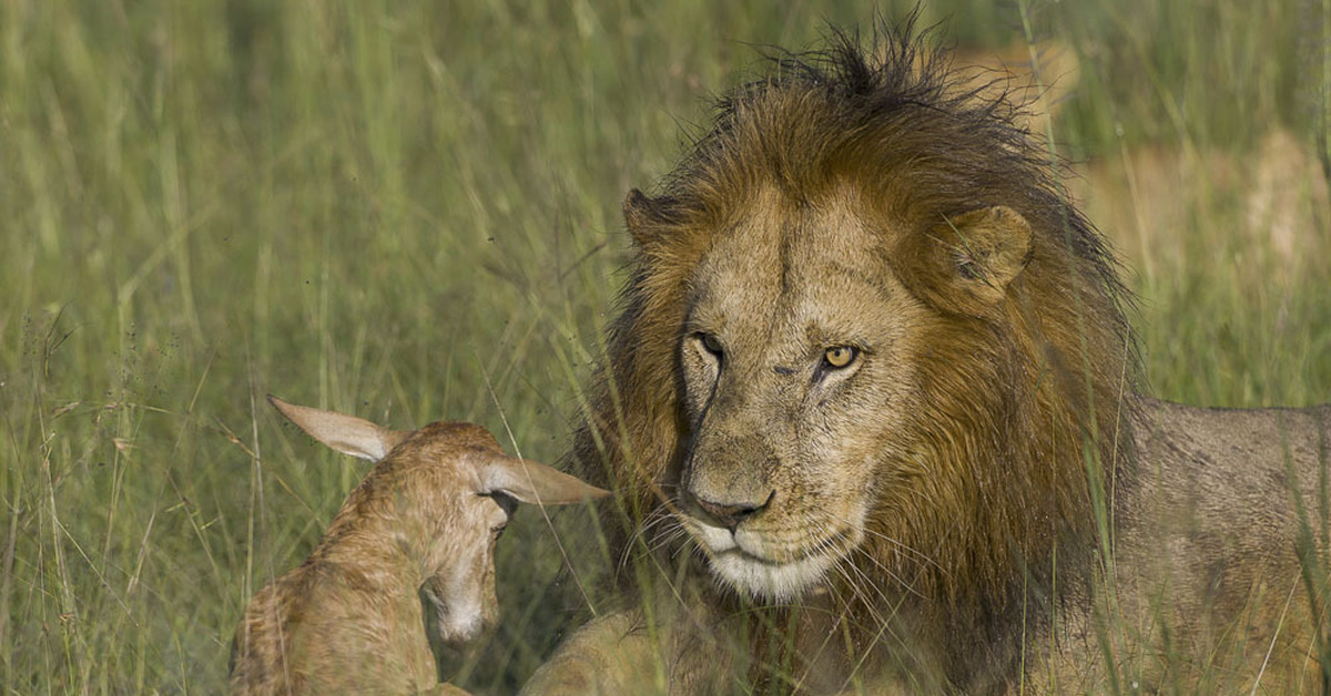знаменитый лев масай мара. щенок пушистый в корзинке. кенгуру смешные фото. рука и лапа собаки. надеяться животный.