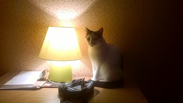 Some budget cosplay - My, Cat with lamp, cat, Lamp