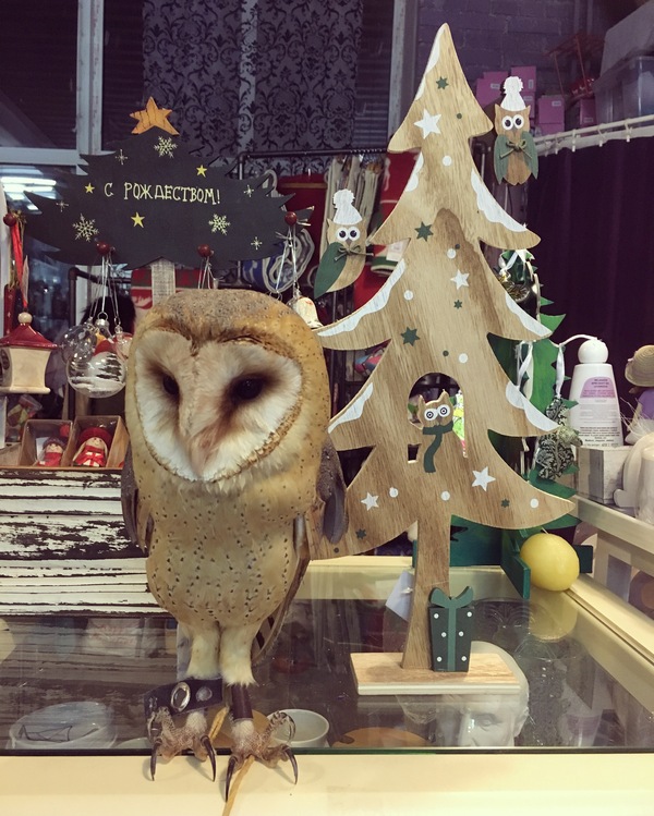 In gifts. - My, Plant bottle, Barn owl, Christmas trees