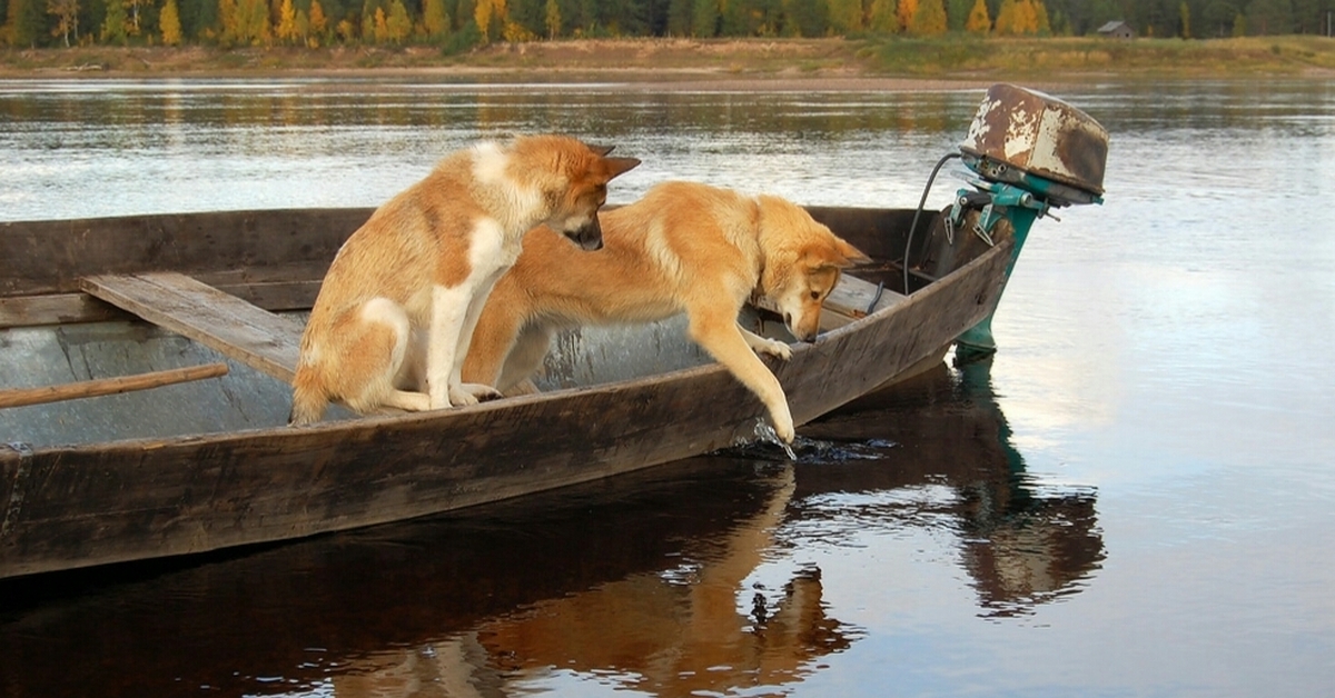 Сырую рыбу собаке. Собака в лодке. Собака для рыбалки. Животные рыбаки. Собака в лодке на рыбалке.