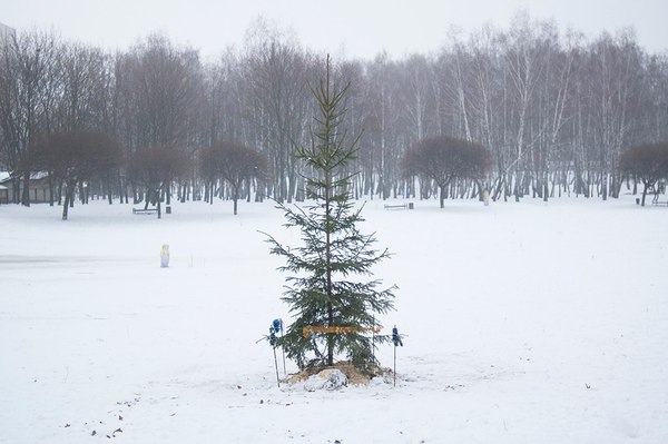 Празник к нам приходит - Моё, Праздники, Ёлки, Зима, Юмор, Свято наближаэться