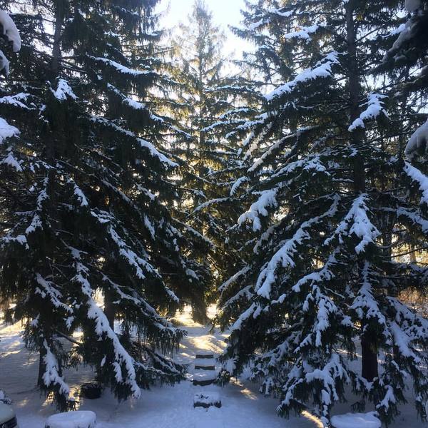 You go out like this in the morning ... and here :)) - Winter, Christmas trees, Crimea, Russia, Nature