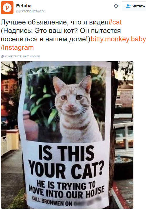 Лучшие твиты о котах за 2016 год. Часть 2. - Моё, Кот, Twitter, Длиннопост, Собака