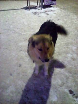 Found dog, looking for owner. - Dog, Lyubertsy District, Foundling, Moscow region, Help