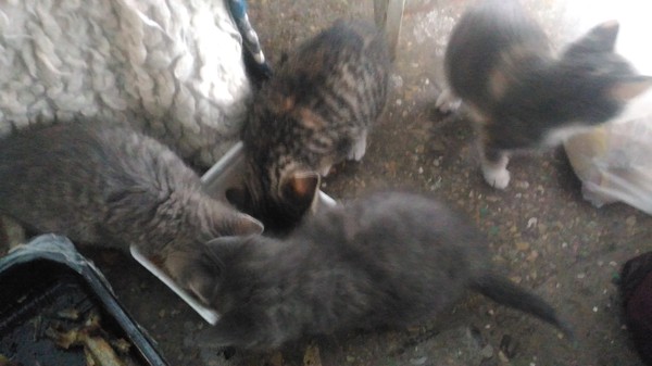 Please help to attach healthy and beautiful kittens!!! - My, cat, , Help, , Looking for hosts, Longpost, In good hands