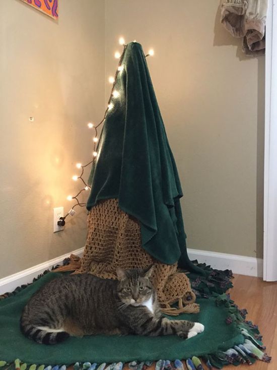 He still feels that the tree is somewhere nearby - cat, Christmas trees