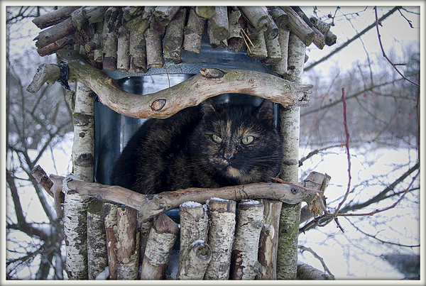 Who lives in a teremochka ... - cat, Terem, Winter