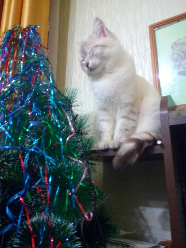 My garlands turn out to have green lights. - New Year, Poems, My, cat, 