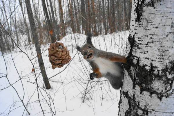 Just a very funny squirrel - Squirrel, Cones, Winter