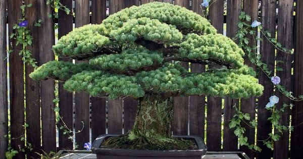 391-Year-Old Bonsai Planted in 1625 Survives Hiroshima Attack and Continues to Grow - Bonsai, Hiroshima, Japan