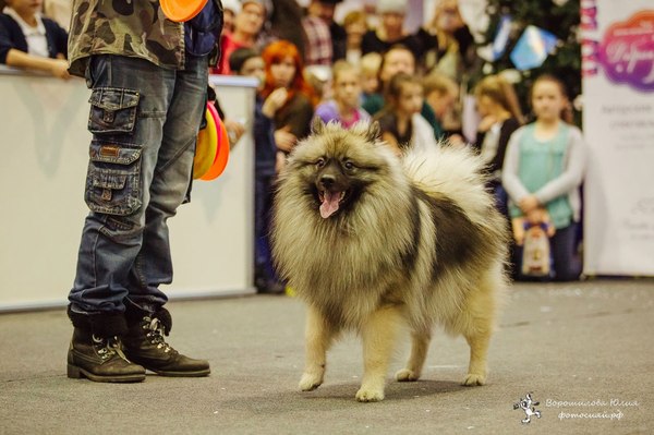 And the last archival post. Actually, a report on the speech on December 18th. - My, Frisbee, Dog Frisbee, Keeshond, , Longpost