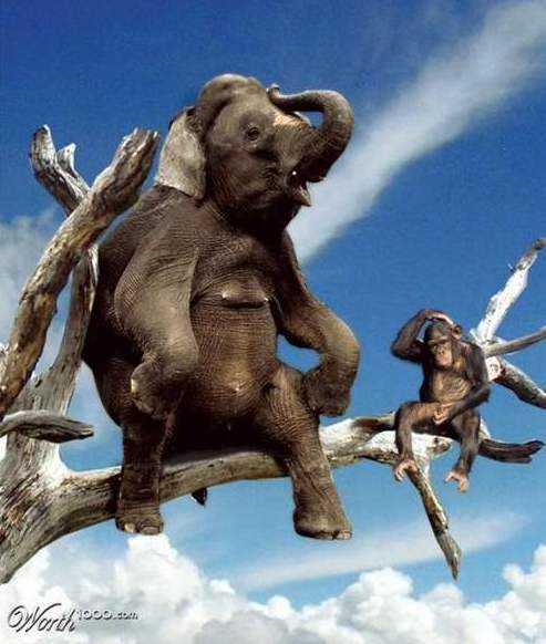 They say elephants can't climb trees... - Elephants, Monkey, Sky, Tree