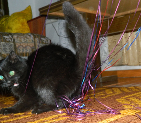 The holiday is coming to us, the holiday is coming to us ... :) - My, , Rabies, Tinsel, New Year, cat