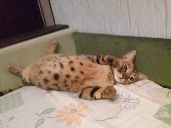 A cat before the arrival of her daughter and after! - My, Bengal cat, cat, Dream, Longpost