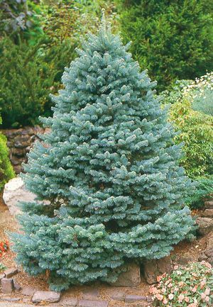 Live Christmas tree for rent - Christmas trees, Rental, Longpost