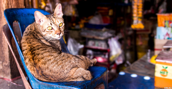 Why do cats cut off their tails in Thailand? - Thailand, cat, Why, 