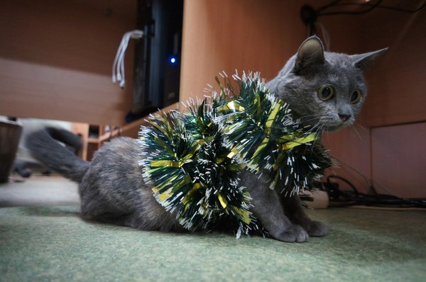 When he suddenly remembered that there were 4 days left until the new year. - New Year, cat, Tinsel, Suddenly, My