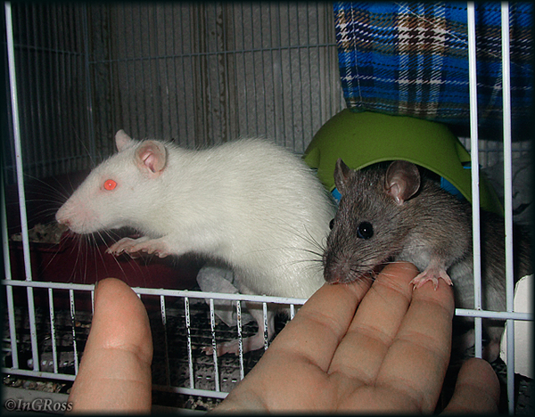 Stop for a moment (Alpheus and Push Up, Wistar and Pasyuk). - My, My, Rat, , Rat Chronicles, Photo, The photo, Decorative rats