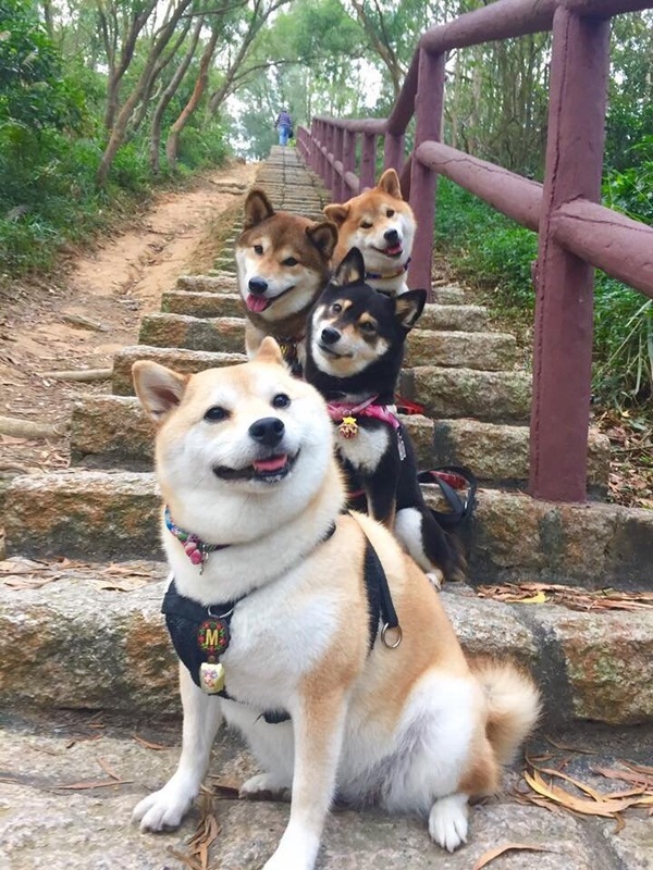 Wow, so much wow! - , Wow doge, Doge, Dog
