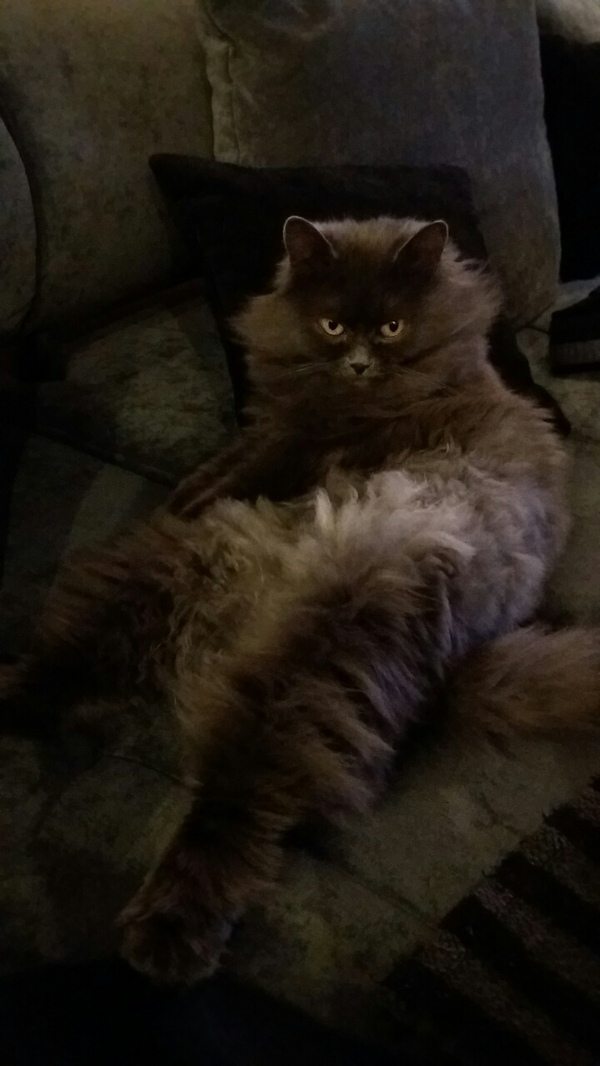 Просто мой кот смотрит на всех как на Г...