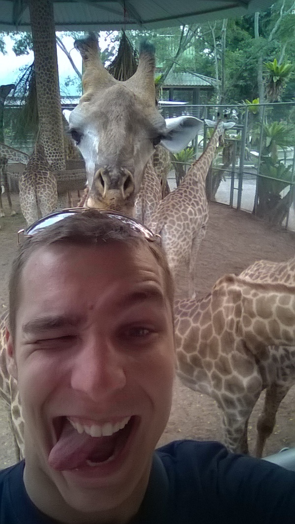 Giraffes love selfies too :) - My, Selfie, Giraffe, Thailand, Summer, Relaxation