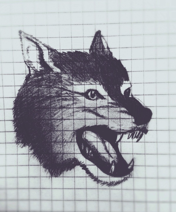 Wolf , , ,  