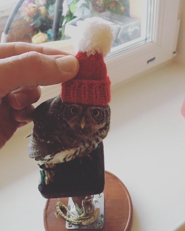Happy new year - My, Owl, Sparrow owl, New Year