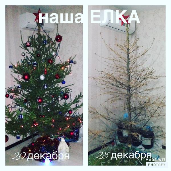 I did not think that our Christmas tree would not live to see the New Year - Christmas trees, Fail, New Year, Sadness