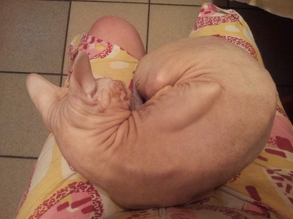 My darling))) - Don Sphynx, My, My