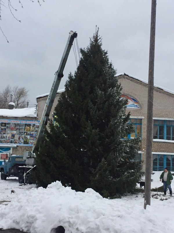 Our tree. - Christmas trees, New Year, Solvychegodsk, Longpost