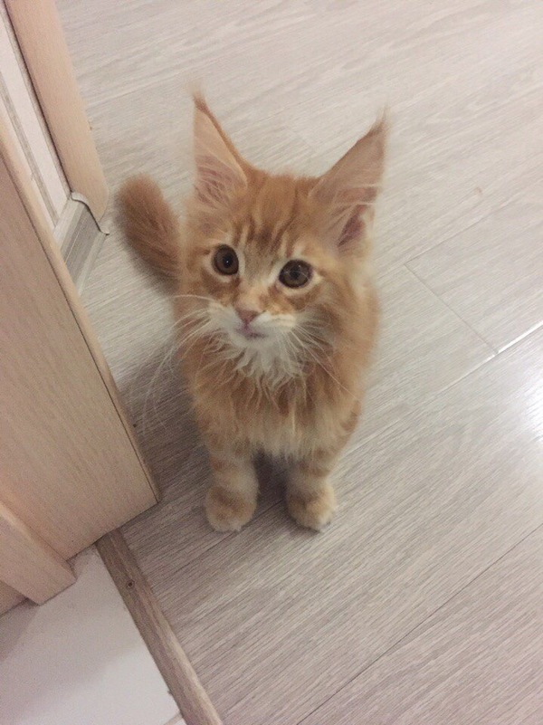 My second nine week old furry - My, cat, Maine Coon, Fluffy