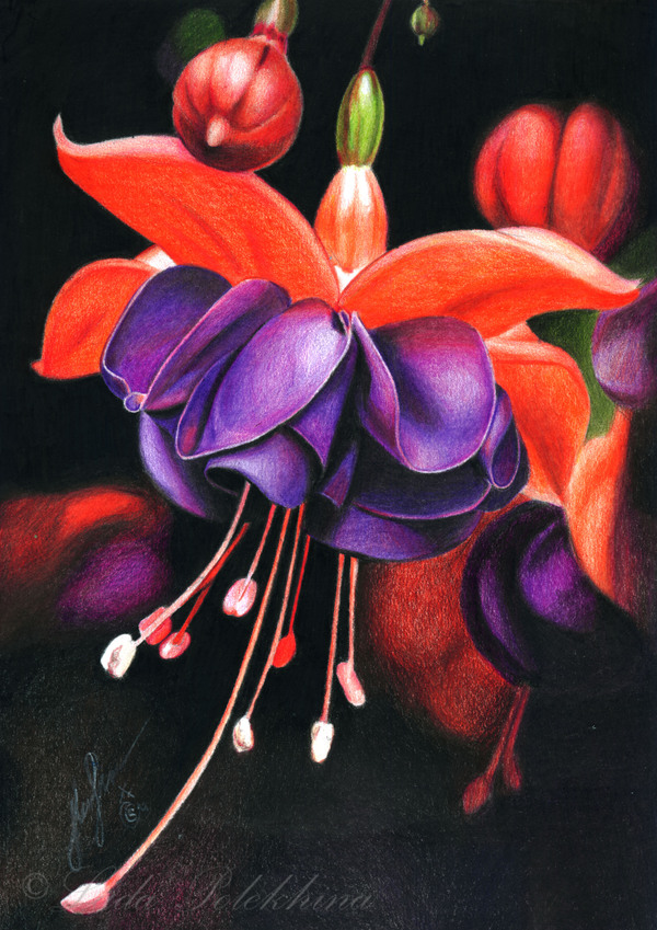 Drawing with colored pencils. - My, My, Drawing, Flowers, Fuchsia, Nature