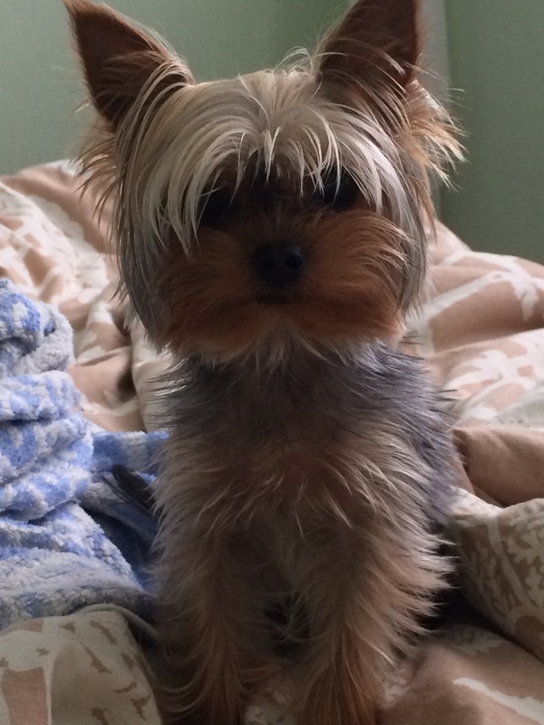 ��������� ����