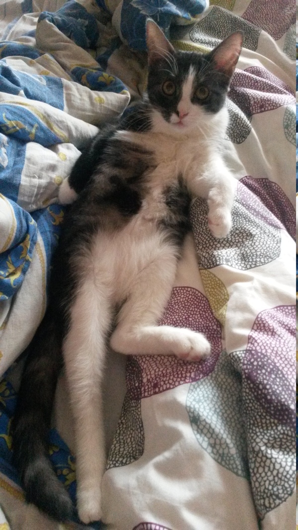 Царь во дворца