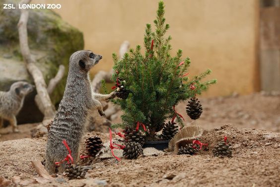 Christmas trees and moods - Christmas trees, New Year, Mood, Holidays, Longpost, Otter, cat, Animals