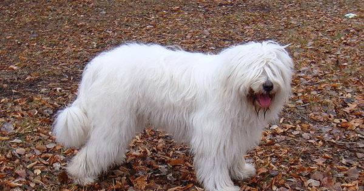 Непоколебимая защита