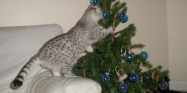 Cats and Christmas tree - Squirrel, cat, , New Year, Photo, Video, Toys