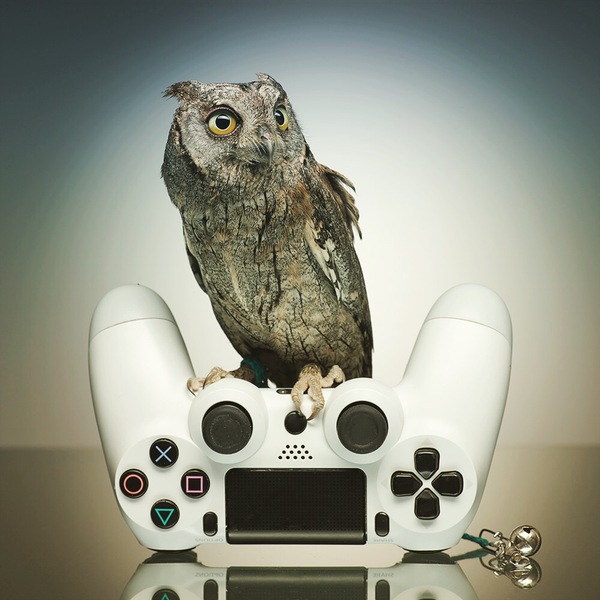 Feel the dimensions - My, Owl, Scops owl, Joystick