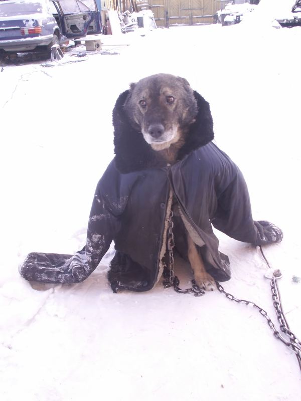 And the dog dreamed of a sheepskin coat - Photo, Animals, Dog, Dream, Sadness
