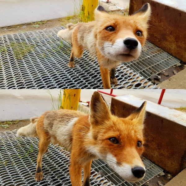 Summer foxes are a pitiful sight :( - Watch, Video, Fox, My, Photo