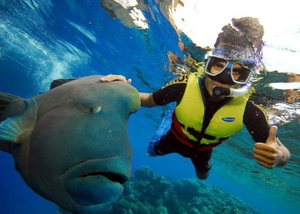 Интересные факты про Большой Барьерный риф. Большой Барьерный Риф, Кораллы, Фото, Подборка, Длиннопост