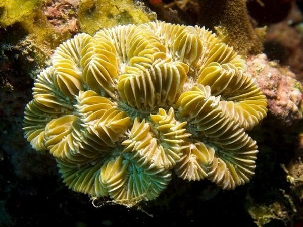 Интересные факты про Большой Барьерный риф. Большой Барьерный Риф, Кораллы, Фото, Подборка, Длиннопост